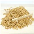 浮小麦 浮小麦净货 产地 安徽省合肥市市辖区